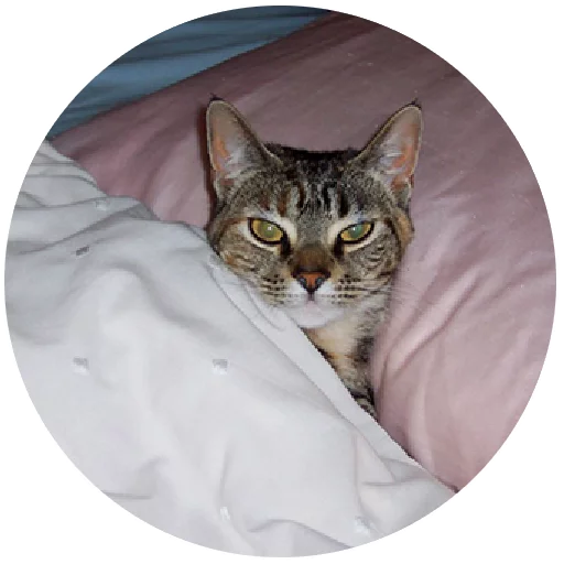 Inthebed Stickers Telegram Sticker #19 - Inthebed Stickers #19