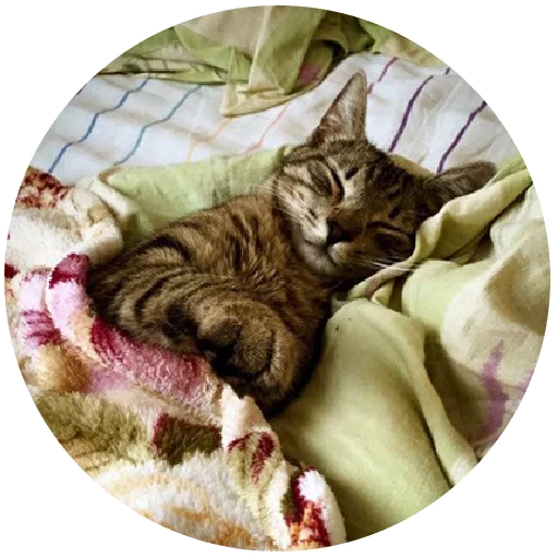 Inthebed Stickers Telegram Sticker #21 - Inthebed Stickers #21