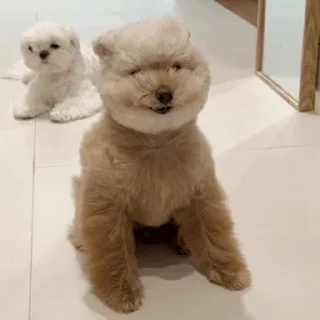 Misoaratiti's Daily Life Full of Doggos