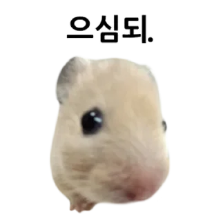 A Hamster Riding a Crooked Wire Daily Reactions