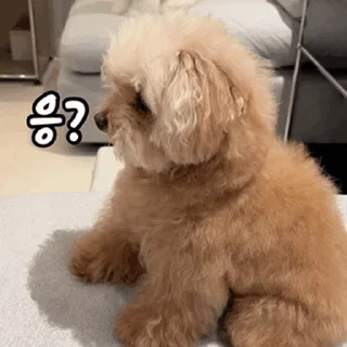 A Day Full of Misoaratiti's Doggyness Daily Reactions
