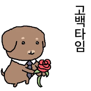 Dachshund Kim Cute Reactions