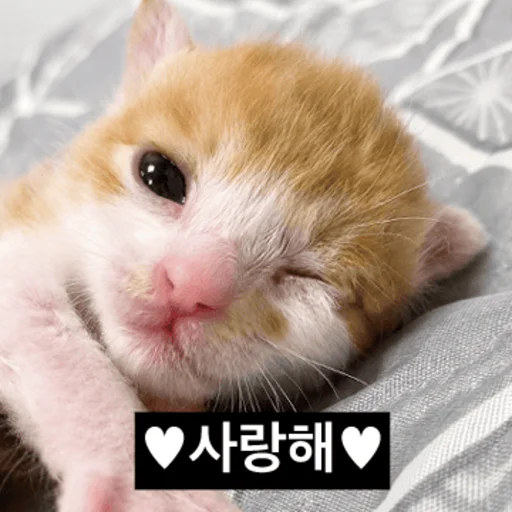 Do You Know How Fat You Are Daily Reactions Telegram Sticker #1 - Do You Know How Fat You Are Daily Reactions #1