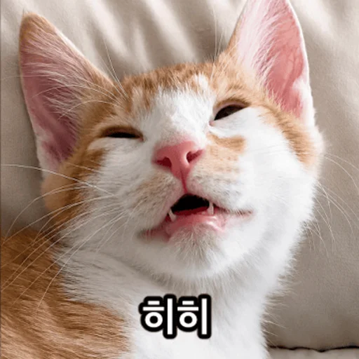 Do You Know How Fat You Are Daily Reactions Telegram Sticker #2 - Do You Know How Fat You Are Daily Reactions #2