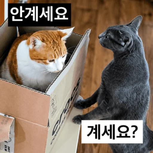 Do You Know How Fat You Are Daily Reactions Telegram Sticker #6 - Do You Know How Fat You Are Daily Reactions #6