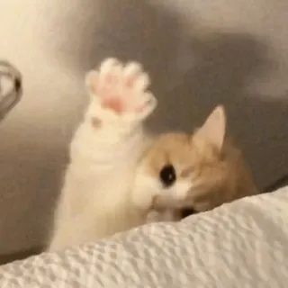 Cute Kittens
