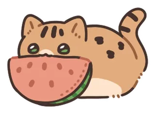 Summer Cat Sanmi