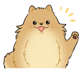 Fluffy Pomeranian