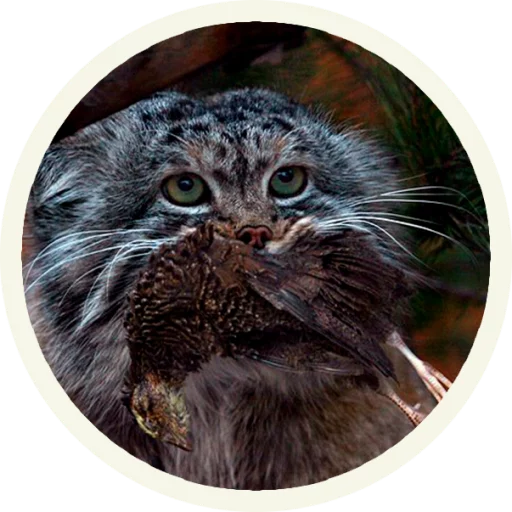 Manulpack Telegram Sticker #3 - Manulpack #3