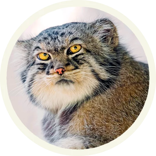 Manulpack Telegram Sticker #18 - Manulpack #18
