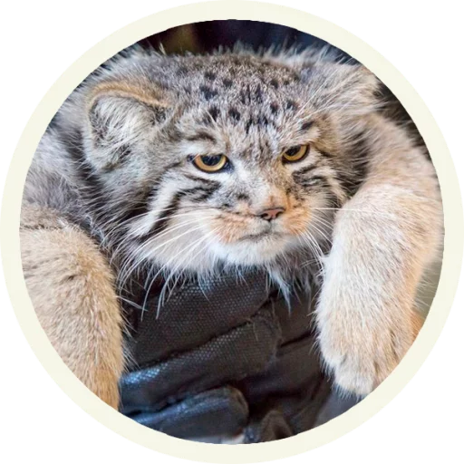 Manulpack Telegram Sticker #20 - Manulpack #20