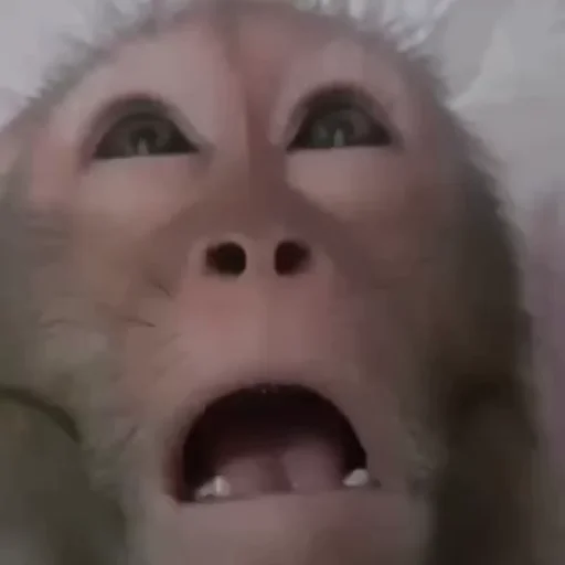 Monke