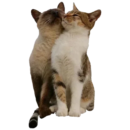 Nollqvlpvbf2e84c Stickerevobot Telegram Sticker #15 - Nollqvlpvbf2e84c Stickerevobot #15