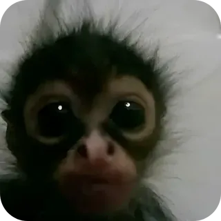 Cute Monkey Memes