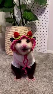 Opossum Squad