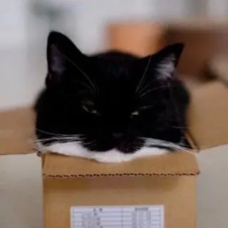 Tuxedo Cat in a Box