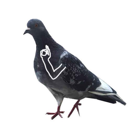 Pigeons With Hands Telegram Sticker #2 - Pigeons With Hands #2