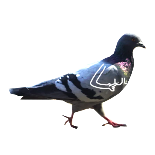 Pigeons With Hands Telegram Sticker #4 - Pigeons With Hands #4