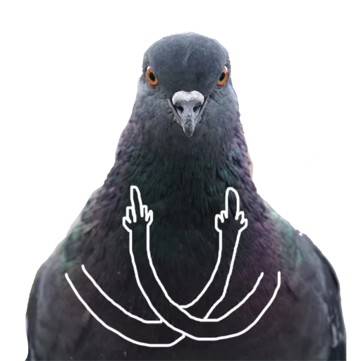 Pigeons With Hands Telegram Sticker #5 - Pigeons With Hands #5
