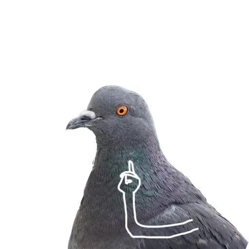 Pigeons With Hands Telegram Sticker #6 - Pigeons With Hands #6