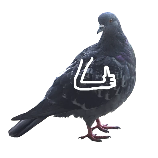 Pigeons With Hands Telegram Sticker #7 - Pigeons With Hands #7