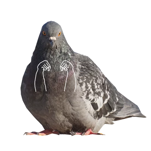 Pigeons With Hands Telegram Sticker #13 - Pigeons With Hands #13