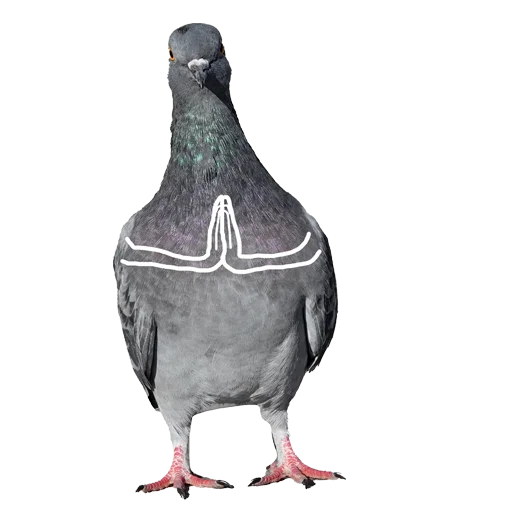 Pigeons With Hands Telegram Sticker #16 - Pigeons With Hands #16