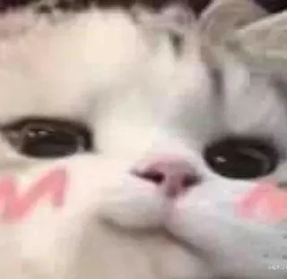 Expressive Cat Memes