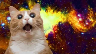 Real Cats