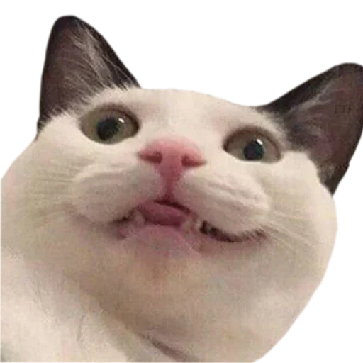 Rhatxgjafr Stickerevobot