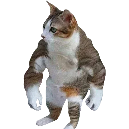Rhatxgjafr Stickerevobot Telegram Sticker #19 - Rhatxgjafr Stickerevobot #19