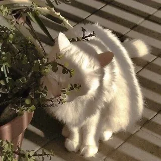 Sunny Fluffy Cat