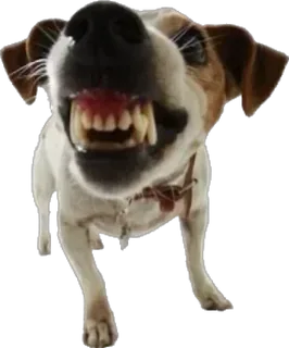 Angry Jack Russell Terrier