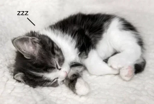 Sleeping Kitten