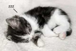 Sleeping Kitten