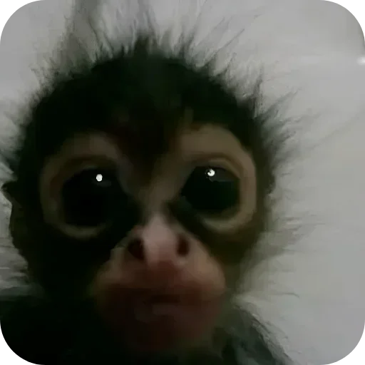 Curious Monkey