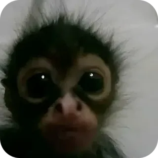 Curious Monkey