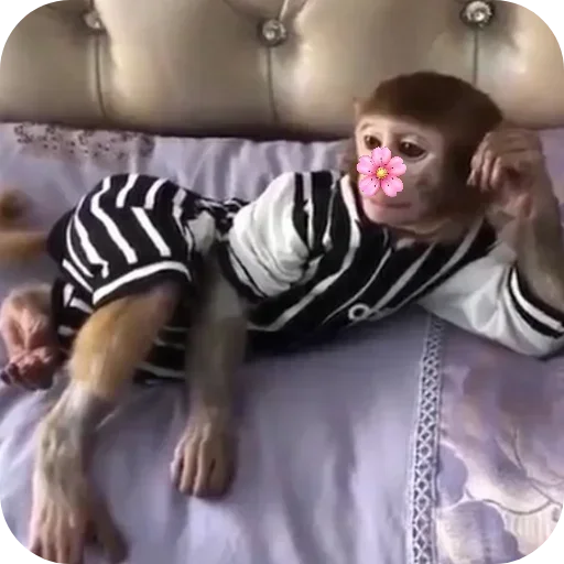 Dressed Monkey