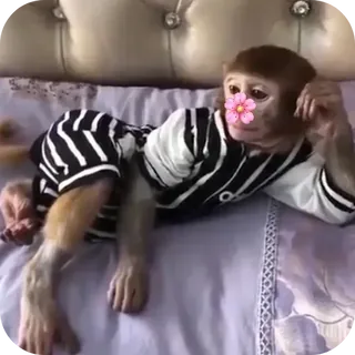 Dressed Monkey