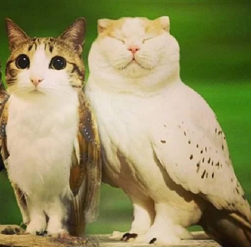 Cat Owl Fusion