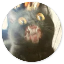Stupid Cats Stickers