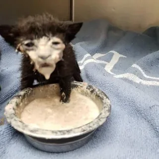 Messy Milk Kitten