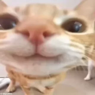 Tiny Cat Stickers