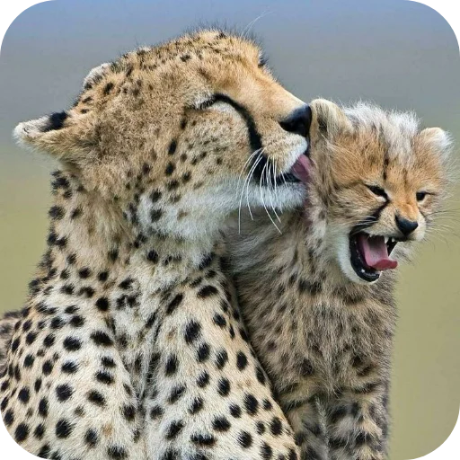 Cheetah Family Love