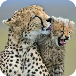 Cheetah Family Love