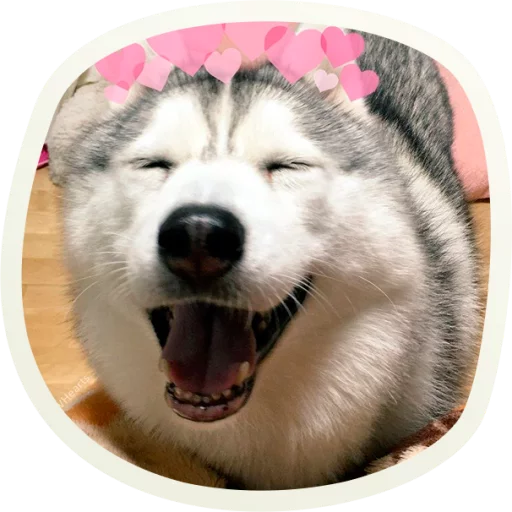 51 Very Cute Doggies