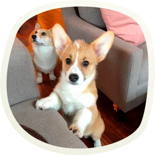 51 Very Cute Doggies Telegram Sticker #9 - 51 Very Cute Doggies #9