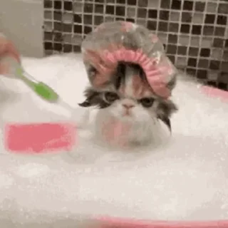 Cats in Bath