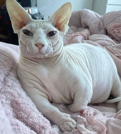 Glamorous Cat