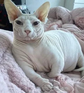 Glamorous Cat